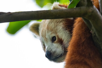 Red Panda