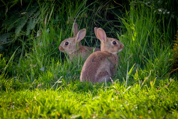 rabbits in the grass