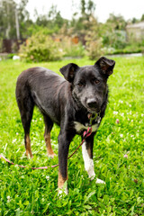 Black dog without breed on a leash in summer close up