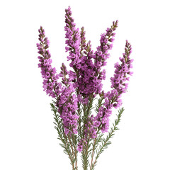 Beautiful blooming heather flowers floral botanical studio  isolated on transparent  background