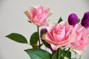 薔薇と千日紅