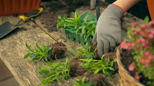 Woman separating seedlings from plastic tray on rustic wooden table. Sustainable gardening, farmer fingers, tending to soil. Female planter dividing root-bound sprouts for transfer into outdoor pots