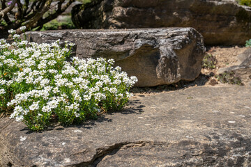 stone platform with flowers for products. Nature background 