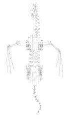 A skeleton is drawn in black and white. The skeleton is drawn in a way that it looks like it is in motion. The skeleton is drawn with a lot of detail, including the bones and the muscles