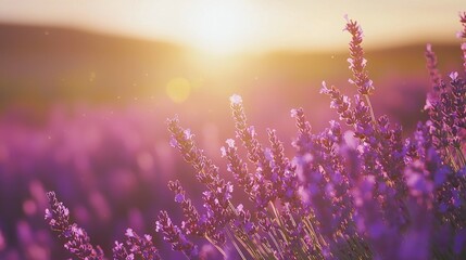 Fototapeta premium Beautiful Lavender Field at Sunset Capturing Pure Happiness and Calm
