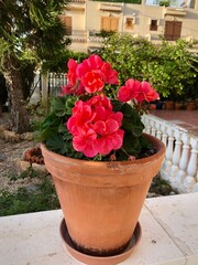 Geranium blooming flowers in pot at home terrace 