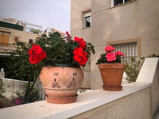 Geranium blooming flowers in pot at home terrace 