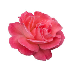 Freigestellte pinkfarbene Rose.