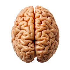 Brain Anatomy: A top-down perspective of a human brain, showcasing its intricate folds and the complex network that houses thoughts, memories, and consciousness.