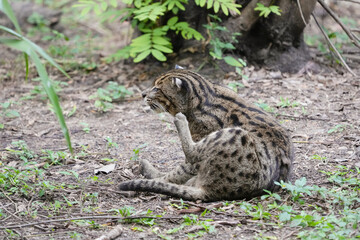 Fishing Cat (Prionailurus viverrinus) big cat
