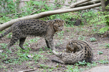 Fishing Cat (Prionailurus viverrinus) big cat