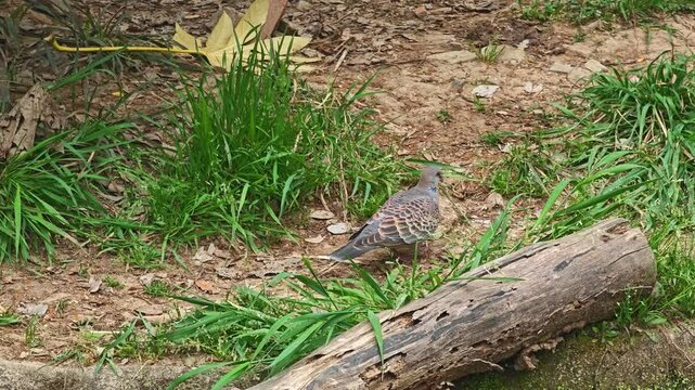 a brown coloful piegon seek food on the ground