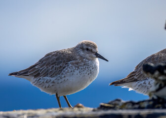 Large flock of red knot roosting on a harbour wall
