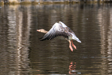 The flying greylag goose, Anser anser is a species of large goose