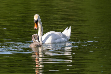 Mute swan family, Cygnus olor swimming on a lake. Mother with babies