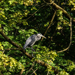 Grey heron, Ardea cinerea, sitting on a branch in a tree and looking around