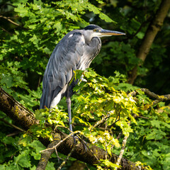 Fototapeta premium Grey heron, Ardea cinerea, sitting on a branch in a tree and looking around