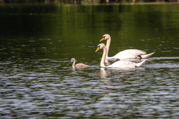 Mute swan family, Cygnus olor swimming on a lake. Mother with babies