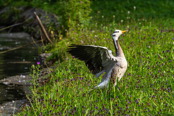 The bar-headed goose, Anser indicus seen in English Garden in Munich