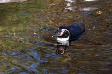 Humboldt Penguin, Spheniscus humboldti in a park