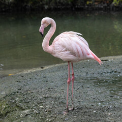 The American flamingo, Phoenicopterus ruber is a large species of flamingo