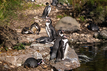 Humboldt Penguin, Spheniscus humboldti in a park