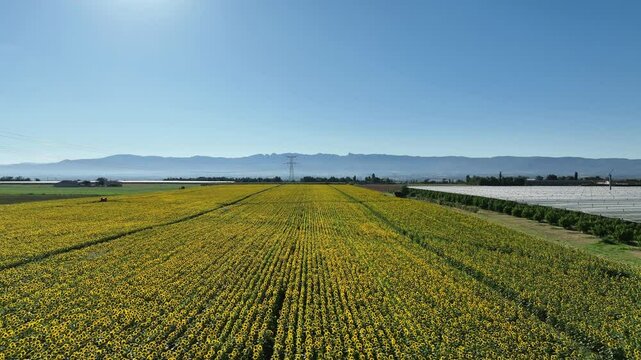 Vue en drone d'un champ de tournesol 