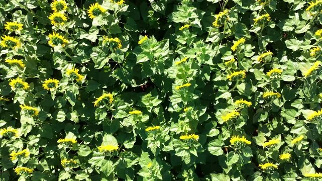 Vue en drone d'un champ de tournesol 