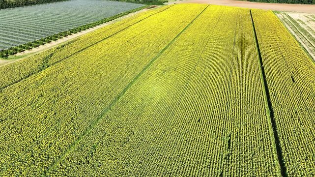 Vue en drone d'un champ de tournesol 