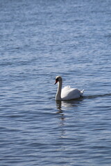 Swan on the water