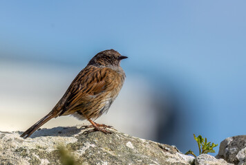 Dunnock bird perched on a rock in the sunshine