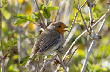 Robin redbreast bird on a branch