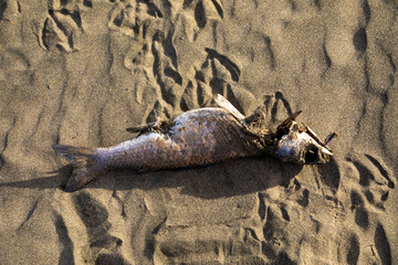 A dead fish lies on the sand of a beach in Bethells Beach, Auckland, New Zealand. The fish is...
