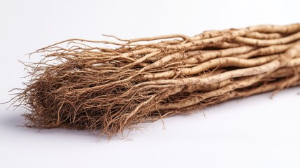 Close-up of fresh burdock roots on white background. Ideal for food photography or cooking