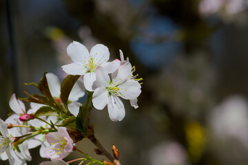 Okame cherry blossom on a tree twig on a sunny spring day close-up