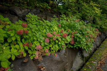 Walking trail in Jozankei Hot Spring Town, Sapporo, Hokkaido, Japan