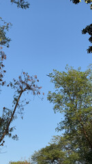 Beautiful tree branch in forest. Beautiful tree with clear sky near sea side