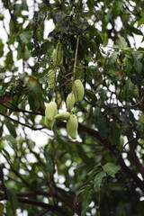 unripe Nam Dok Mai mangoes hanging on the tree