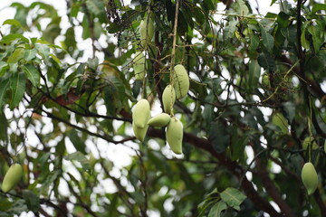 unripe Nam Dok Mai mangoes hanging on the tree