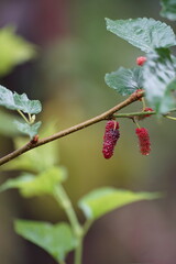 Reddish-purple mulberries begin to ripen on the branch, while the fresh green leaves reveal the abundance of nature in the blossoming season