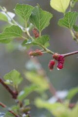 Reddish-purple mulberries begin to ripen on the branch, while the fresh green leaves reveal the abundance of nature in the blossoming season