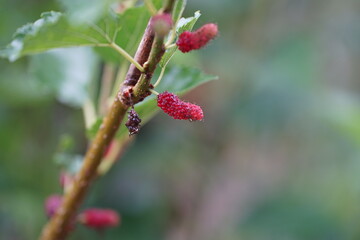 Reddish-purple mulberries begin to ripen on the branch, while the fresh green leaves reveal the...