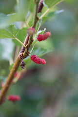 Reddish-purple mulberries begin to ripen on the branch, while the fresh green leaves reveal the abundance of nature in the blossoming season
