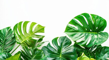 Green leaves of tropical plants bush (Monstera, palm, rubber plant, pine, bird&rsquo;s nest fern) floral arrangement indoors garden nature backdrop isolated on white background thailand, clipping path.