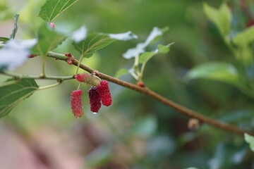 Reddish-purple mulberries begin to ripen on the branch, while the fresh green leaves reveal the...