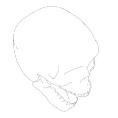 A skull is drawn in black on a white background. The skull is drawn in a very simple way, with only the outline of the skull and no shading or details