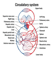 Obraz premium Human bloodstream or circulatory system with captions. Pulmonary circulation in lungs and heart to other internal organ. Blood vessels scheme. Medical infographic, vector diagram