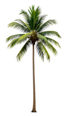 Tropical Coconut Palm Tree Isolated on Transparent Background &ndash; PNG Cutout