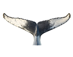 tail of a humpback whale isolated against a white background