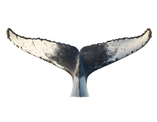tail of a humpback whale isolated against a white background